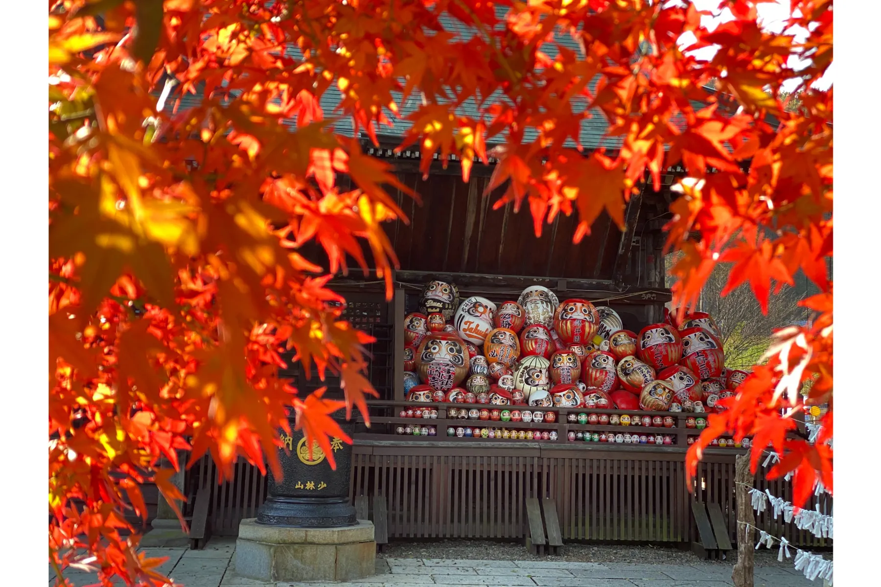 少林山達磨寺の紅葉情報_3