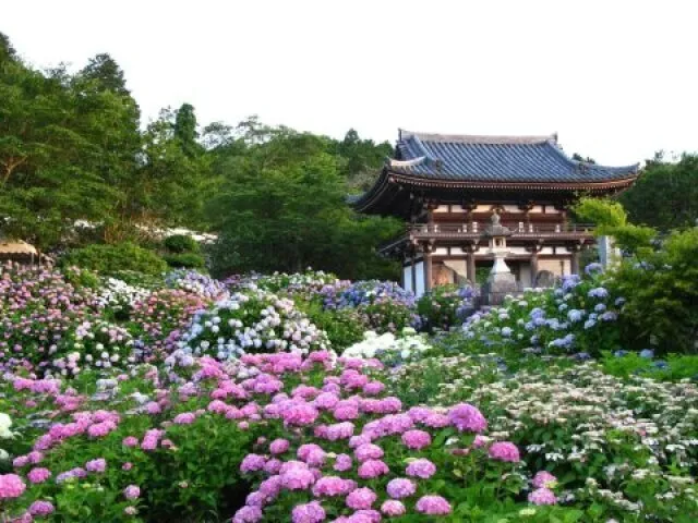 觀音寺　あじさいまつり