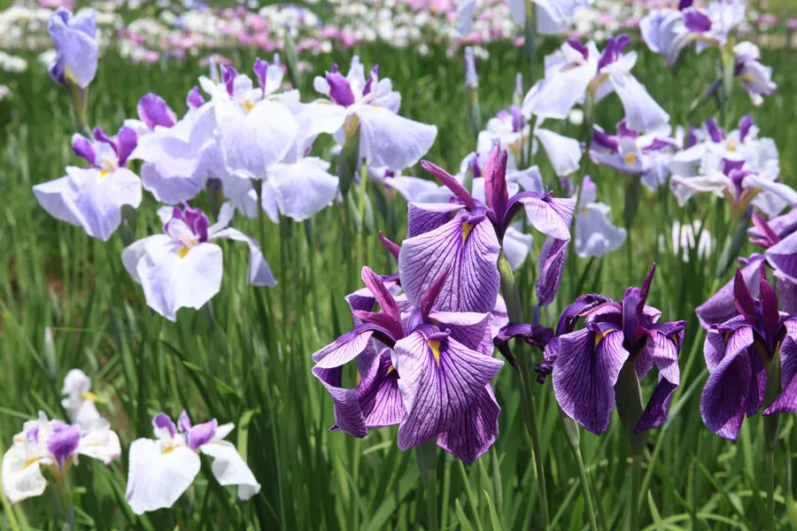 佐倉城下町 菖蒲まつり