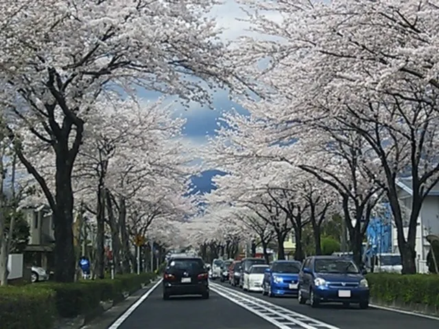 【桜・見ごろ】はだの桜みち_1