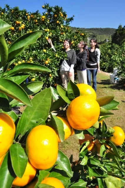 塩屋山みかん園　みかん狩り