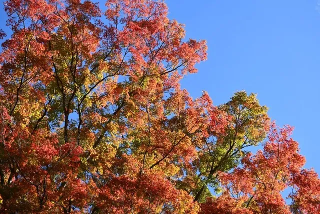 【紅葉・見ごろ】上市のイロハモミジ群
