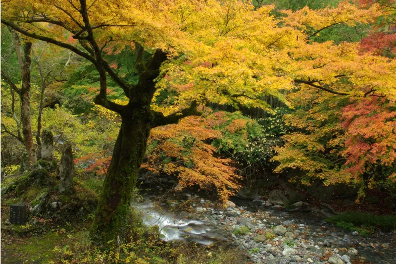 桐生川上流の紅葉情報_1