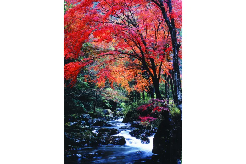 桐生川上流の紅葉情報_2