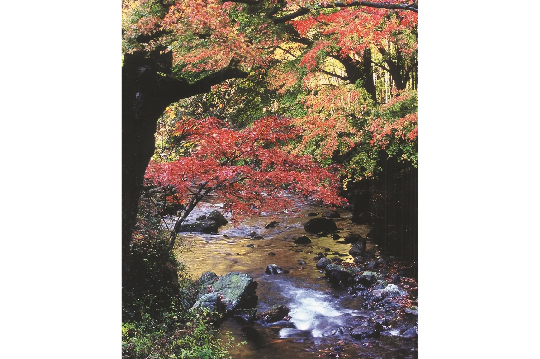 桐生川上流の紅葉情報_3