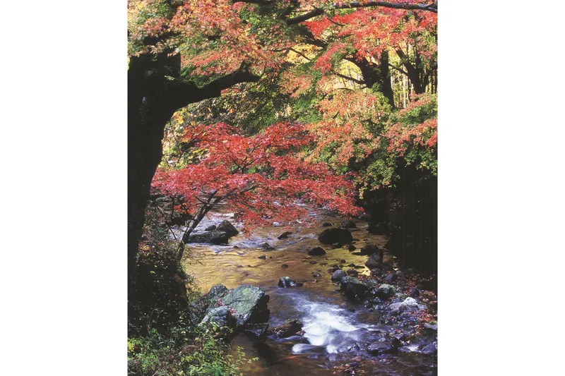 桐生川上流の紅葉情報_3