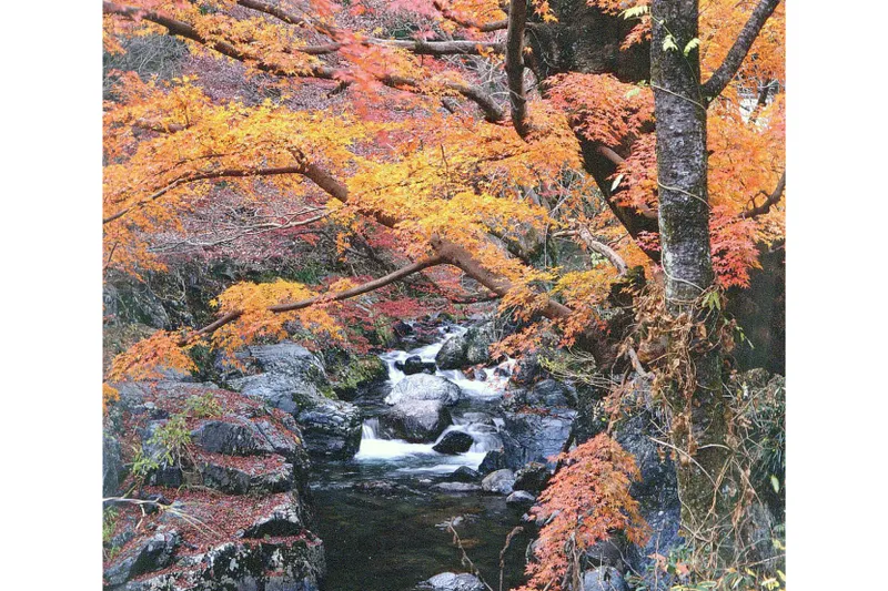 桐生川上流の紅葉情報_4