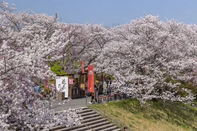 五十鈴川桜まつり