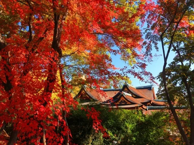 【紅葉・見ごろ】北野天満宮 史跡御土居のもみじ苑