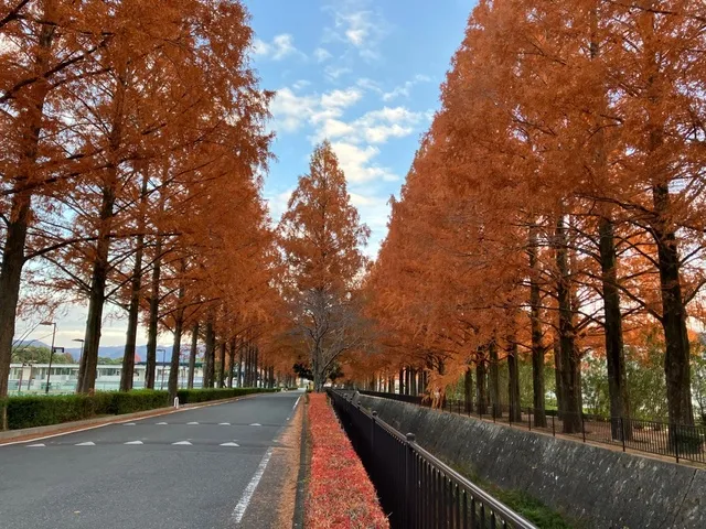 【紅葉・見ごろ】維新百年記念公園