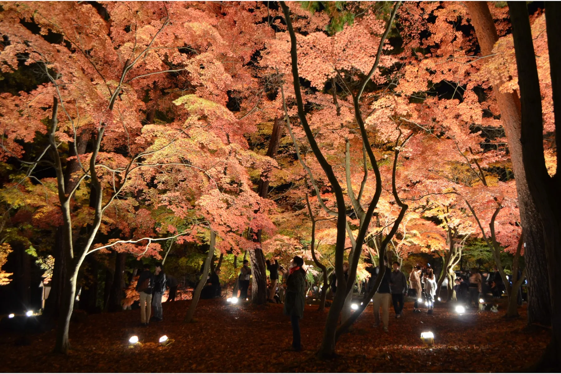 月の石もみじ公園ライトアップ_7