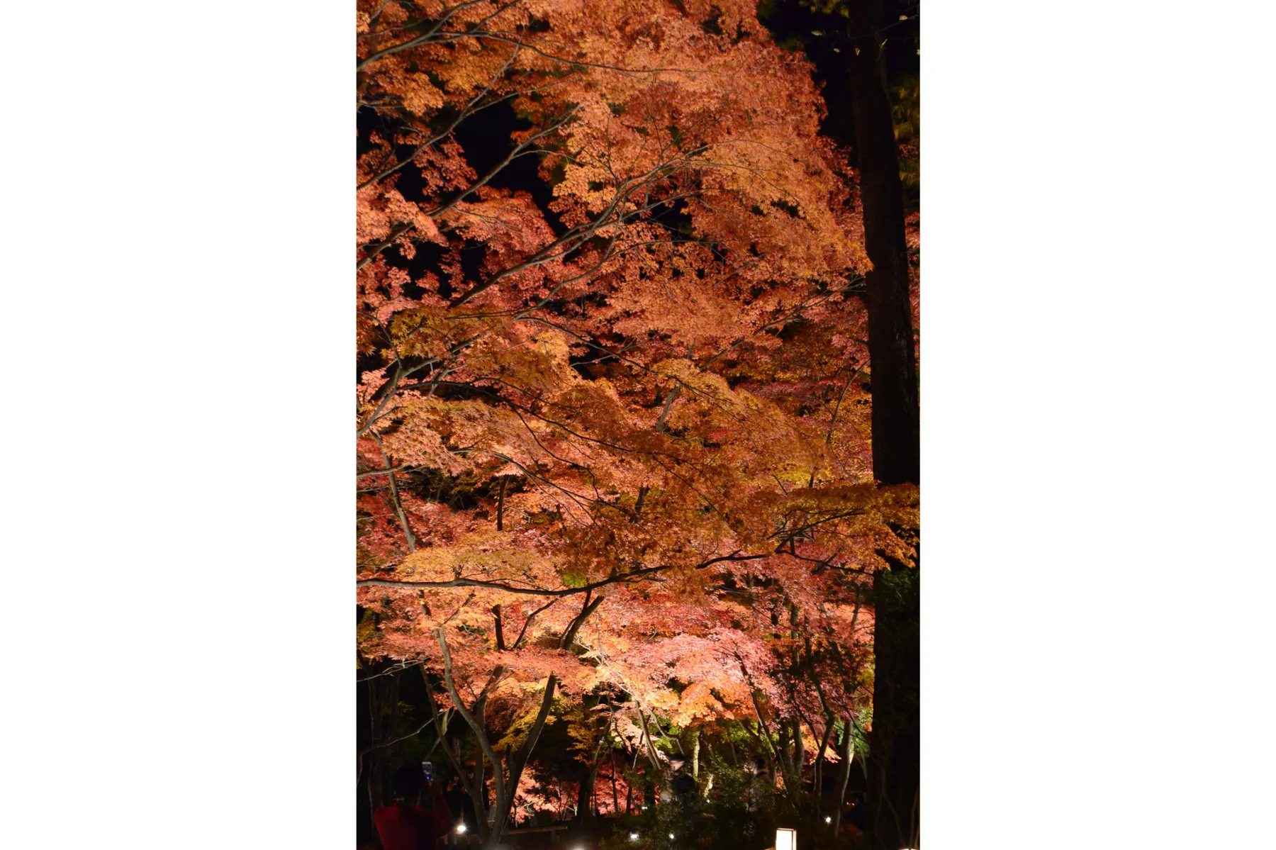 月の石もみじ公園ライトアップ_8