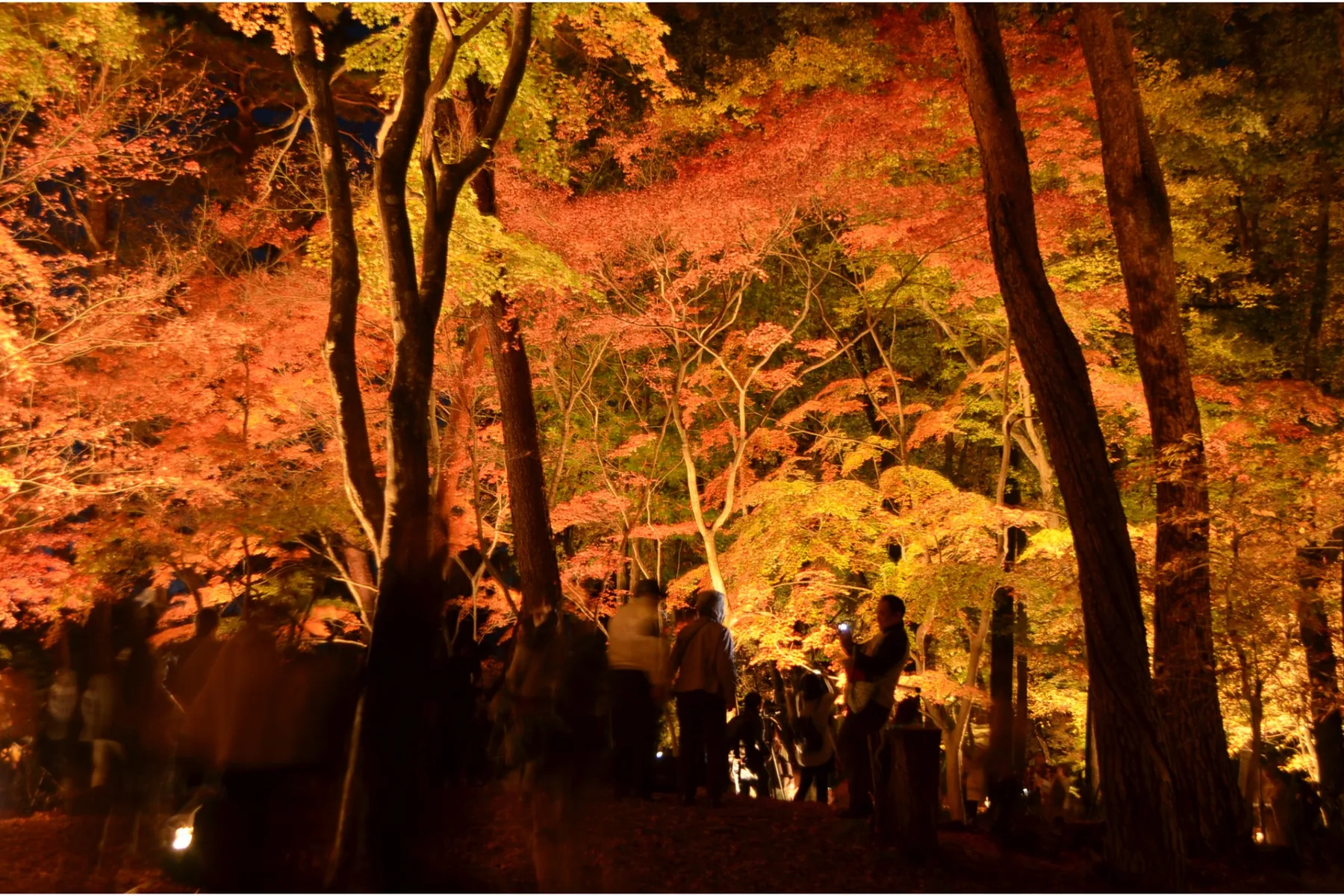 月の石もみじ公園ライトアップ_9