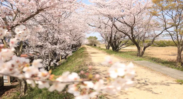 【桜・見ごろ】佐久良川_1