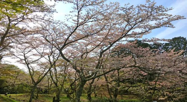 【桜・見ごろ】猪子山公園