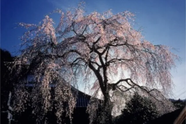 【桜・見ごろ】蓮照寺のしだれ桜