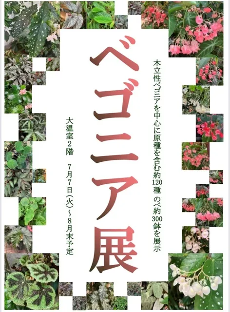 ベゴニア展