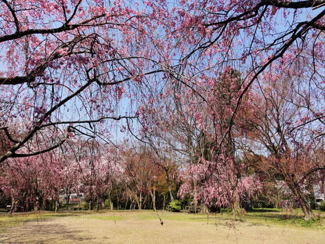 【桜・見ごろ】大堰宮公園
