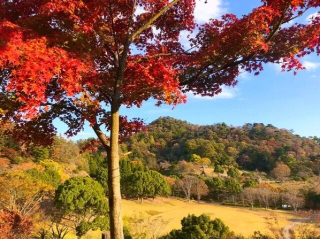【紅葉・見ごろ】神山森林公園イルローザの森