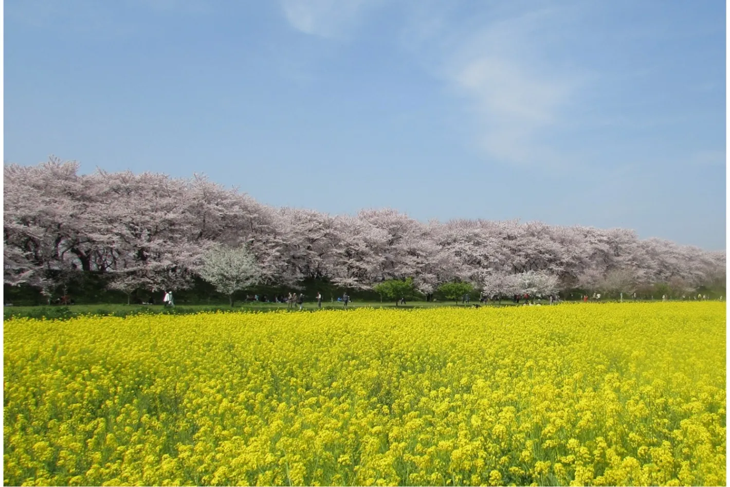 幸手桜まつり_1