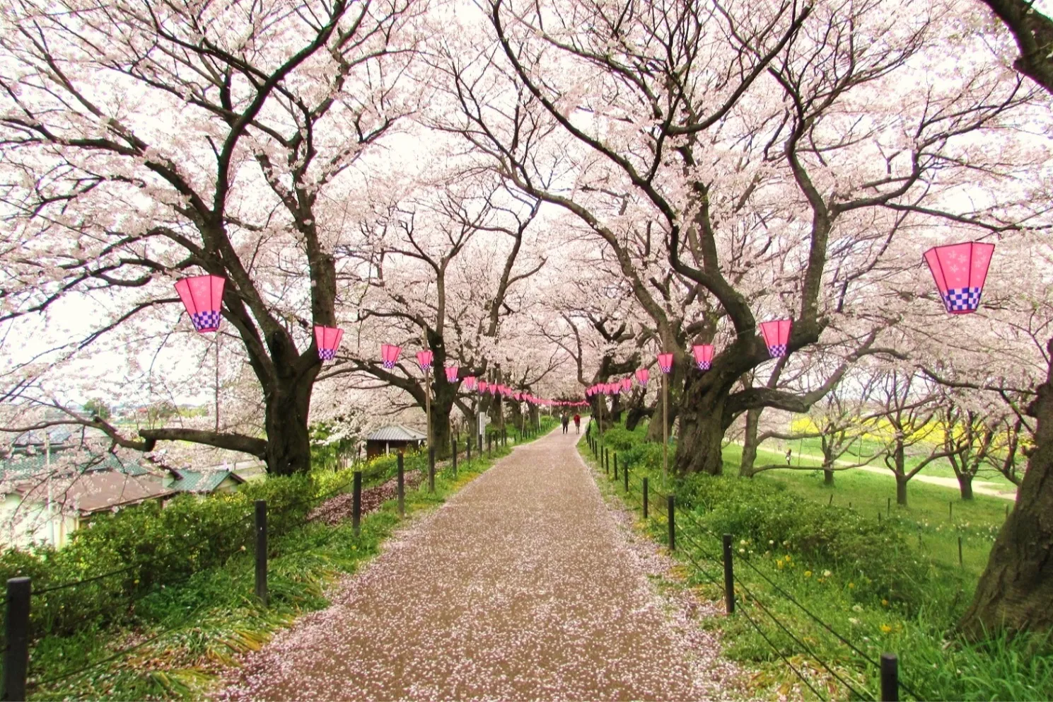 幸手桜まつり_2