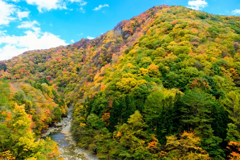 白砂渓谷ラインの紅葉情報_1