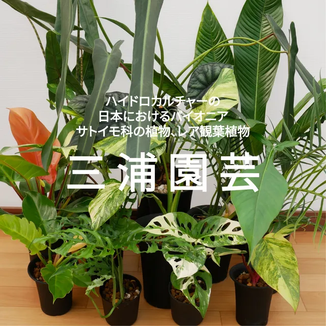 レア観葉植物と出会える2日間－三浦園芸