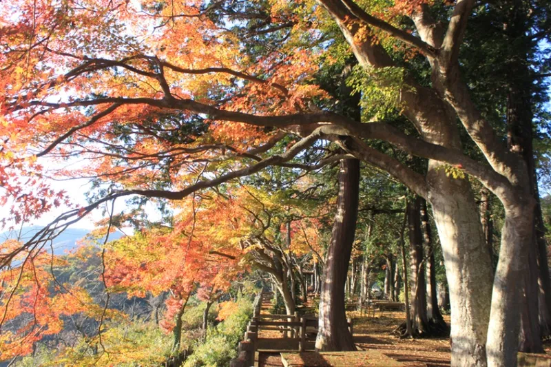 太平山の紅葉情報_2