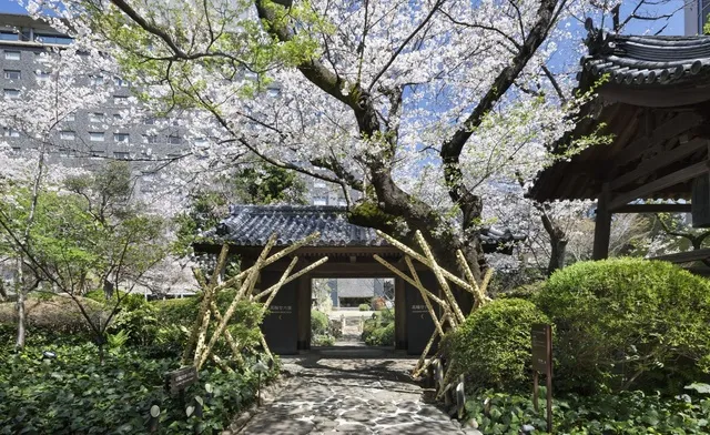 高輪 桜まつり2026