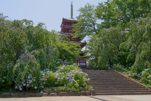 【あじさい・見ごろ】長谷山本土寺