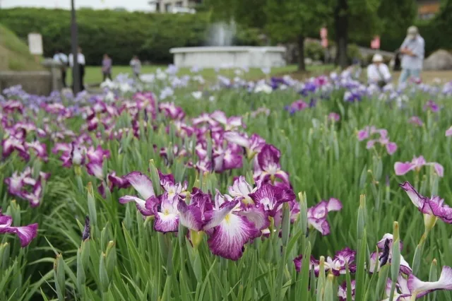 かわつ花菖蒲園　一般開放_1