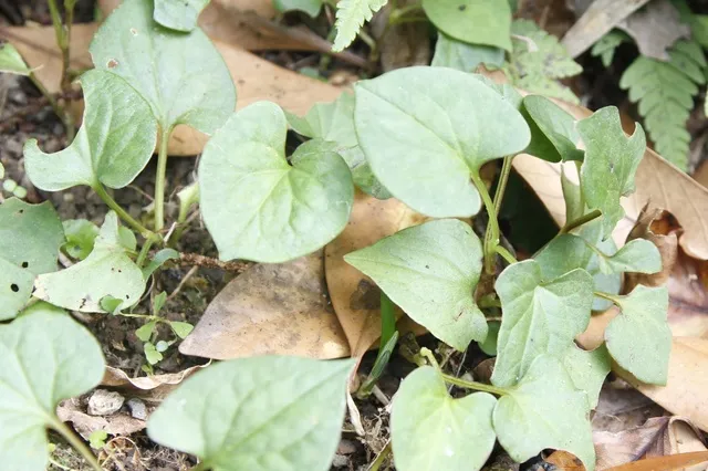 カルチャー教室「初心者のための薬草教室」