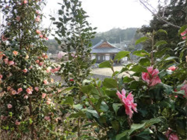 【花・見ごろ】観音寺　ツバキ