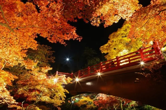 弥彦公園もみじ谷のライトアップ