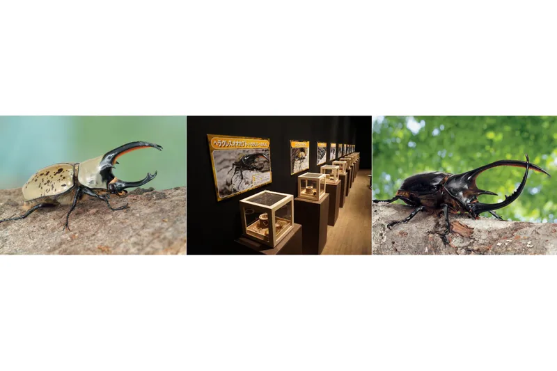 ■生体展示：ヘラクレスオオカブトをはじめ、ネプチューンオオカブトやグラントシロカブトなど世界中のめずらしいカブトムシ・クワガタが大集合！