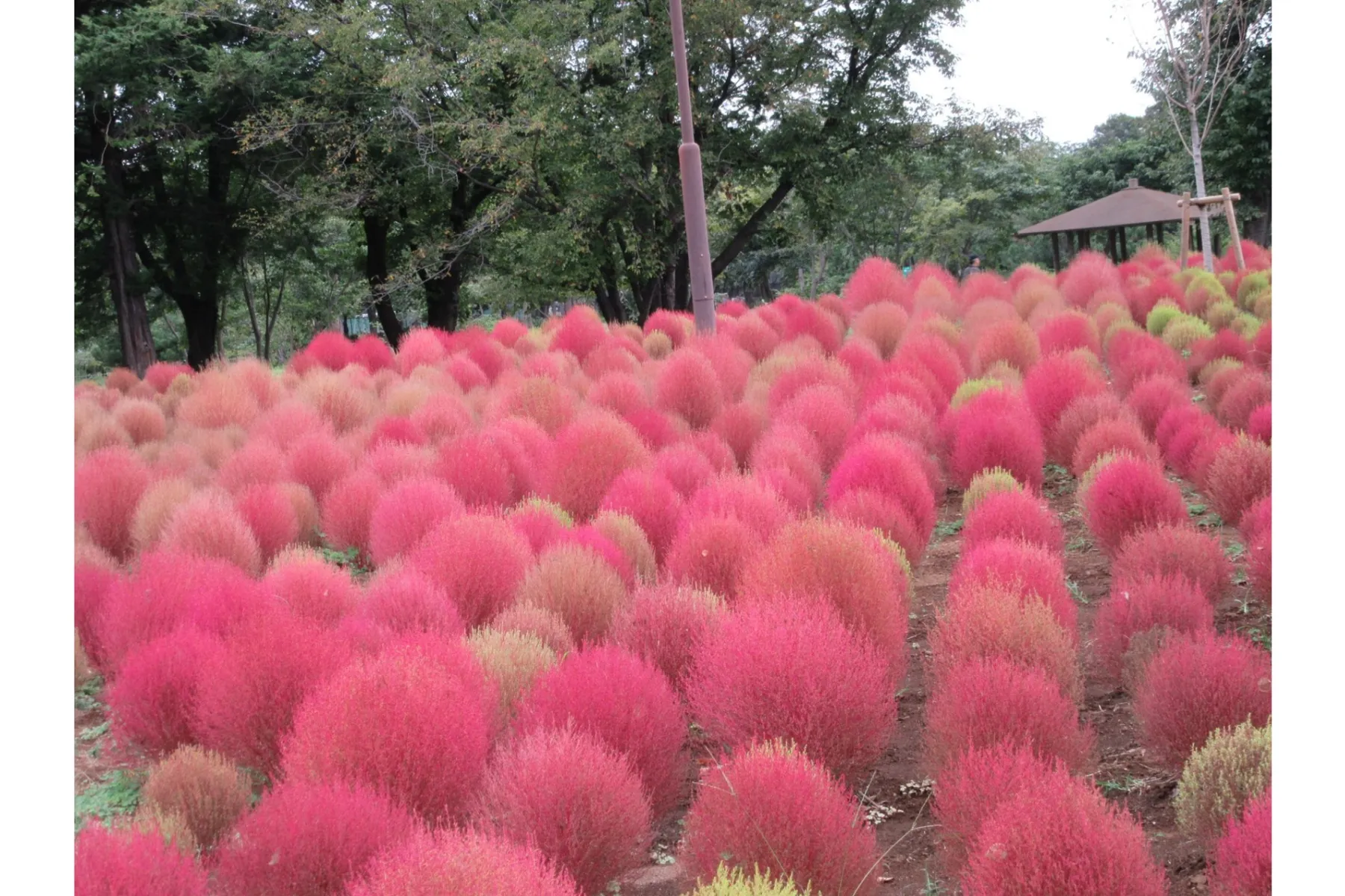埼玉県営和光樹林公園の紅葉情報_1