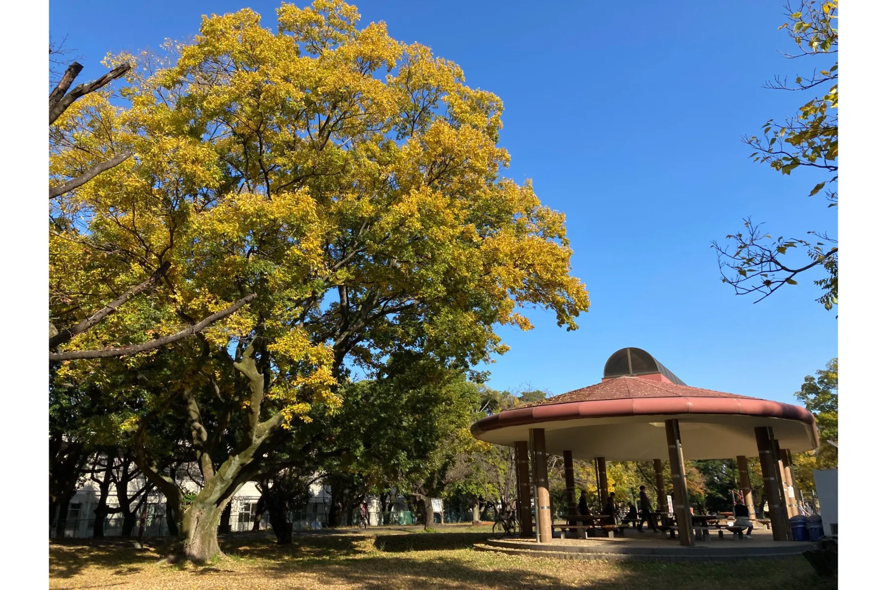 埼玉県営和光樹林公園の紅葉情報_2