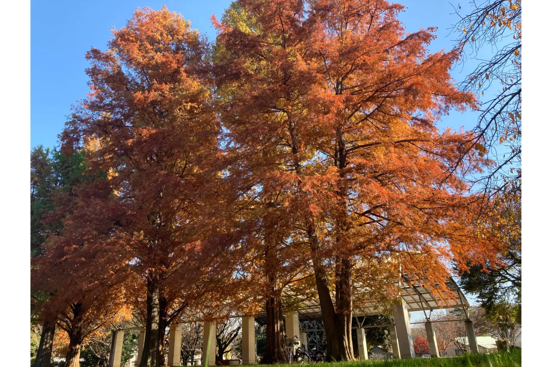 埼玉県営和光樹林公園の紅葉情報_3