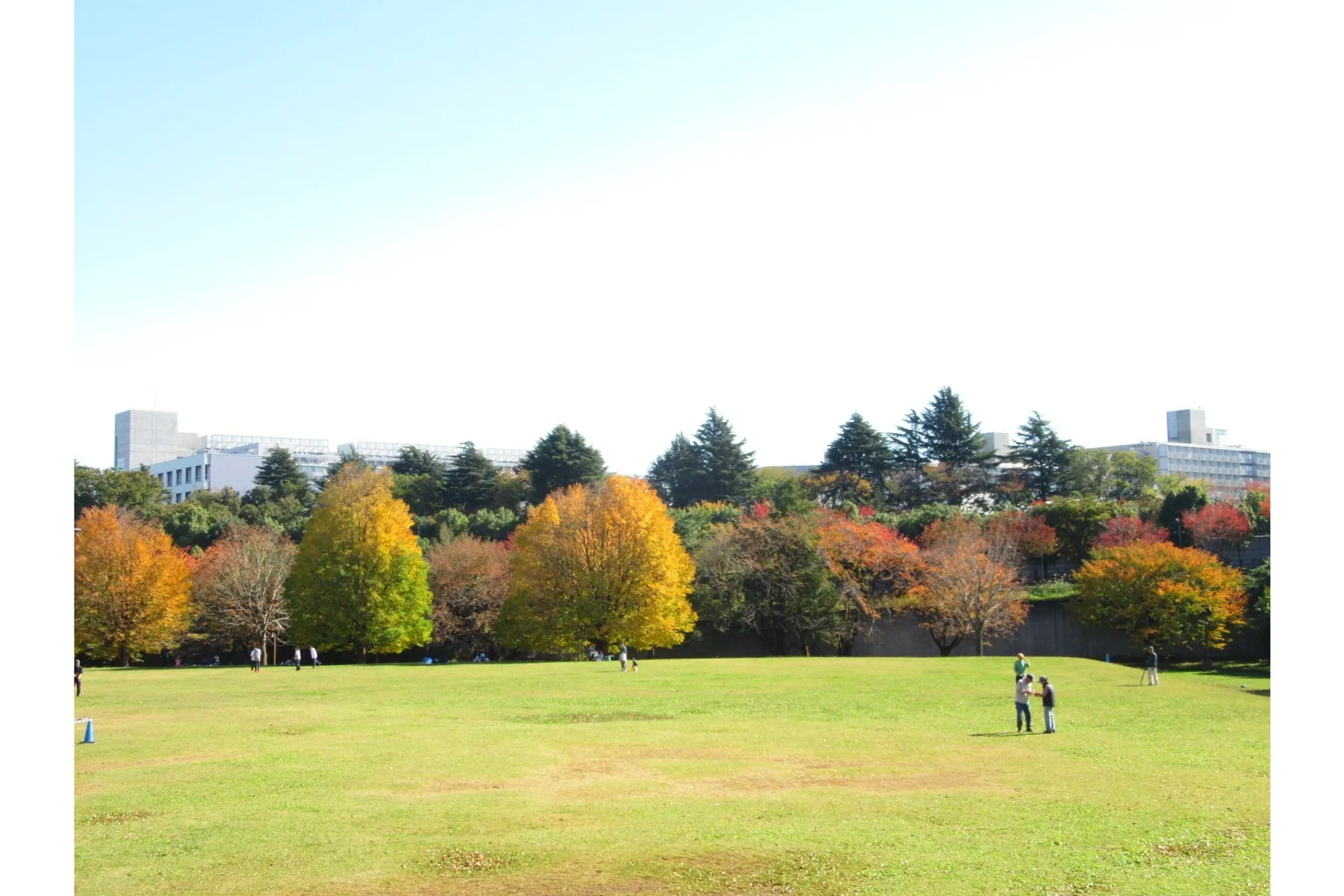 埼玉県営和光樹林公園の紅葉情報_4