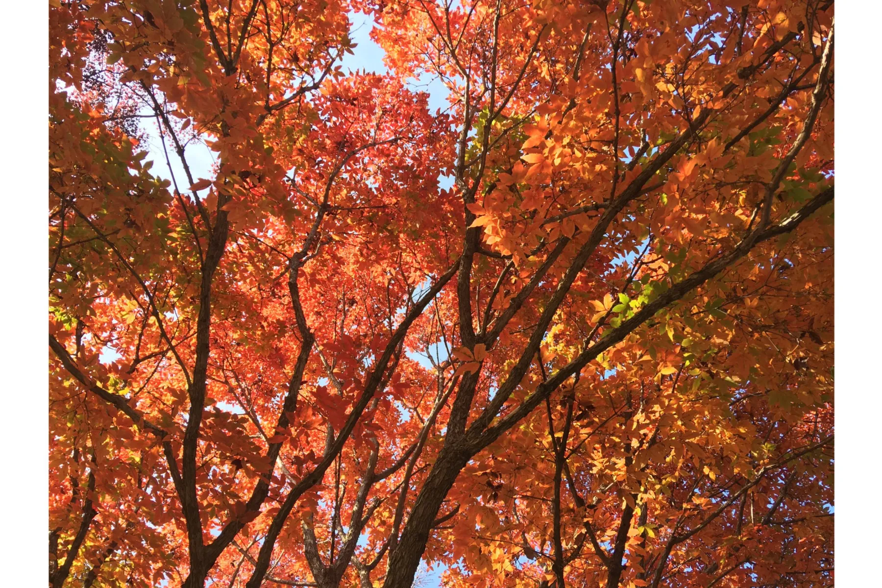 埼玉県営和光樹林公園の紅葉情報_5