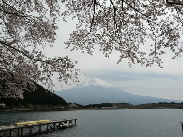 【桜・見ごろ】田貫湖