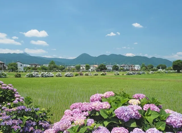 第39回 2026開成町あじさいまつり
