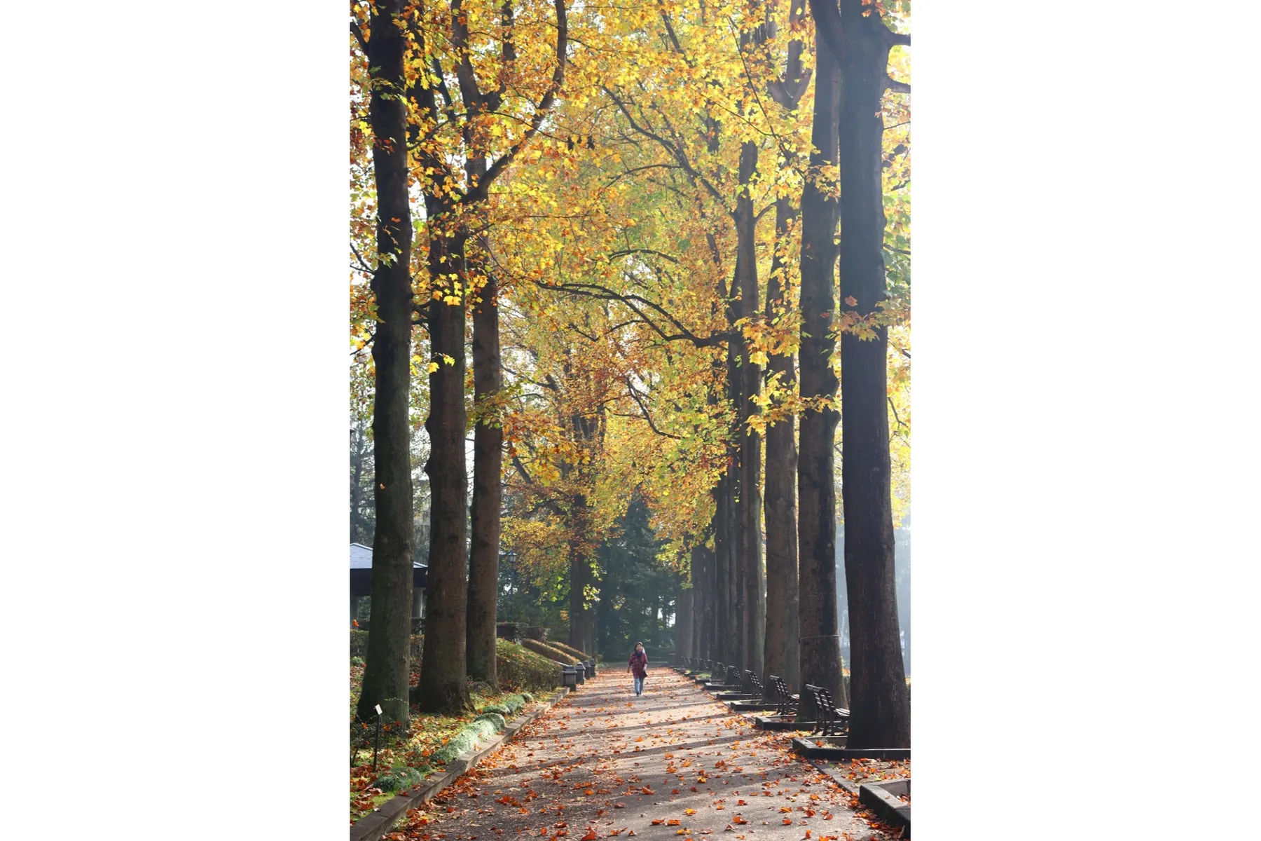栃木県中央公園の紅葉情報_1