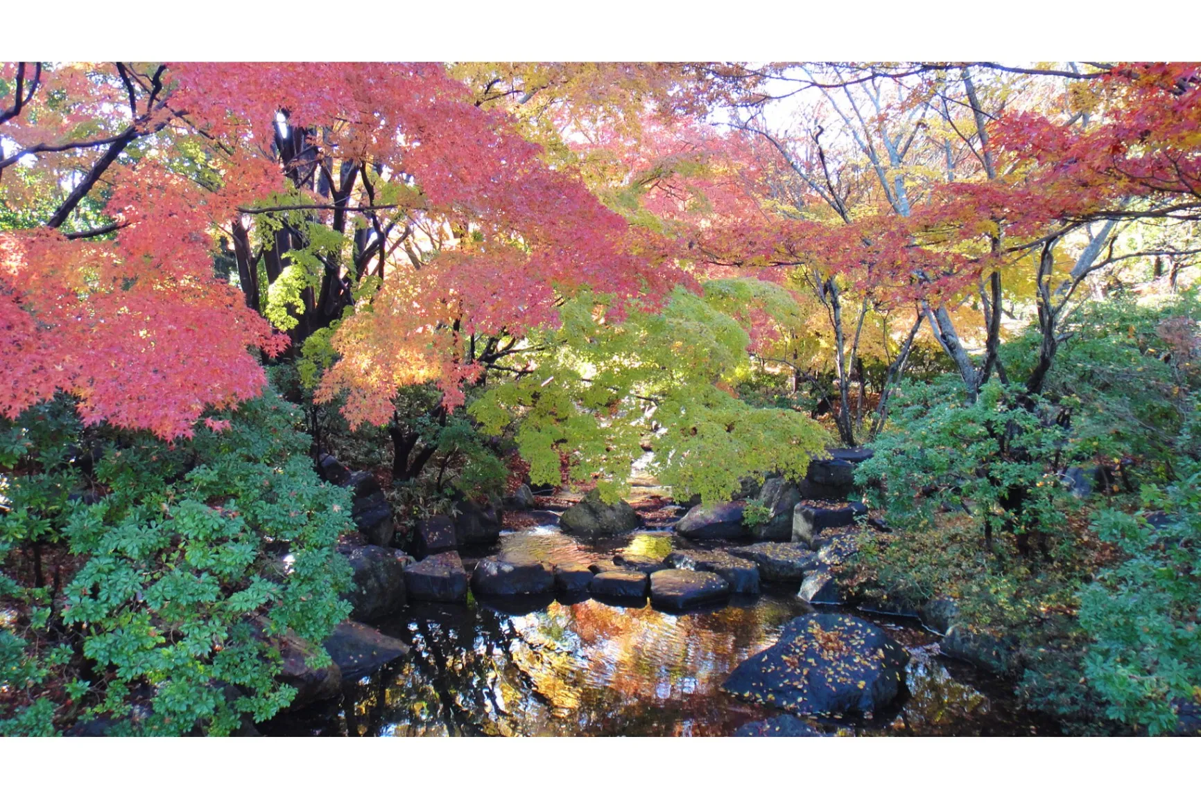 栃木県中央公園の紅葉情報_2