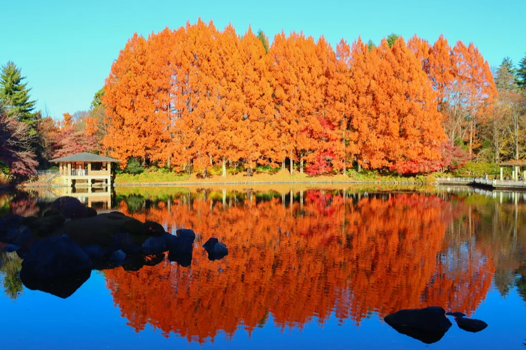 栃木県中央公園の紅葉情報_3