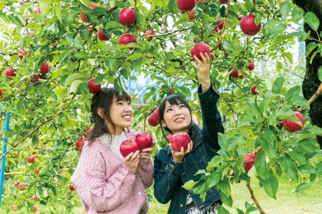 沼田市　りんご狩り