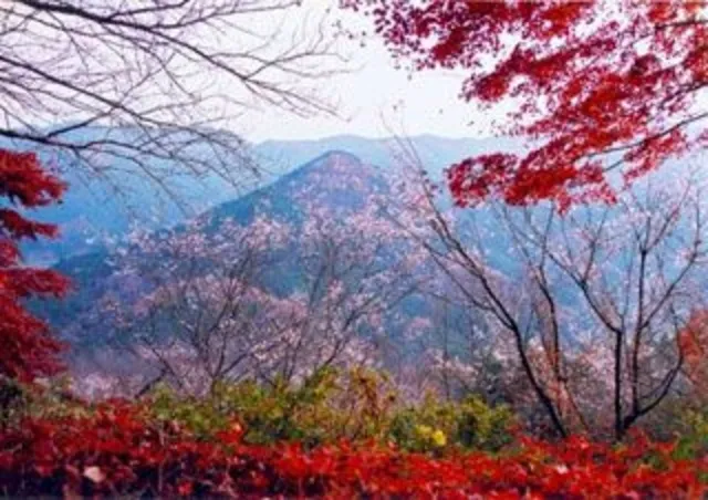 【紅葉・見ごろ】城峯公園