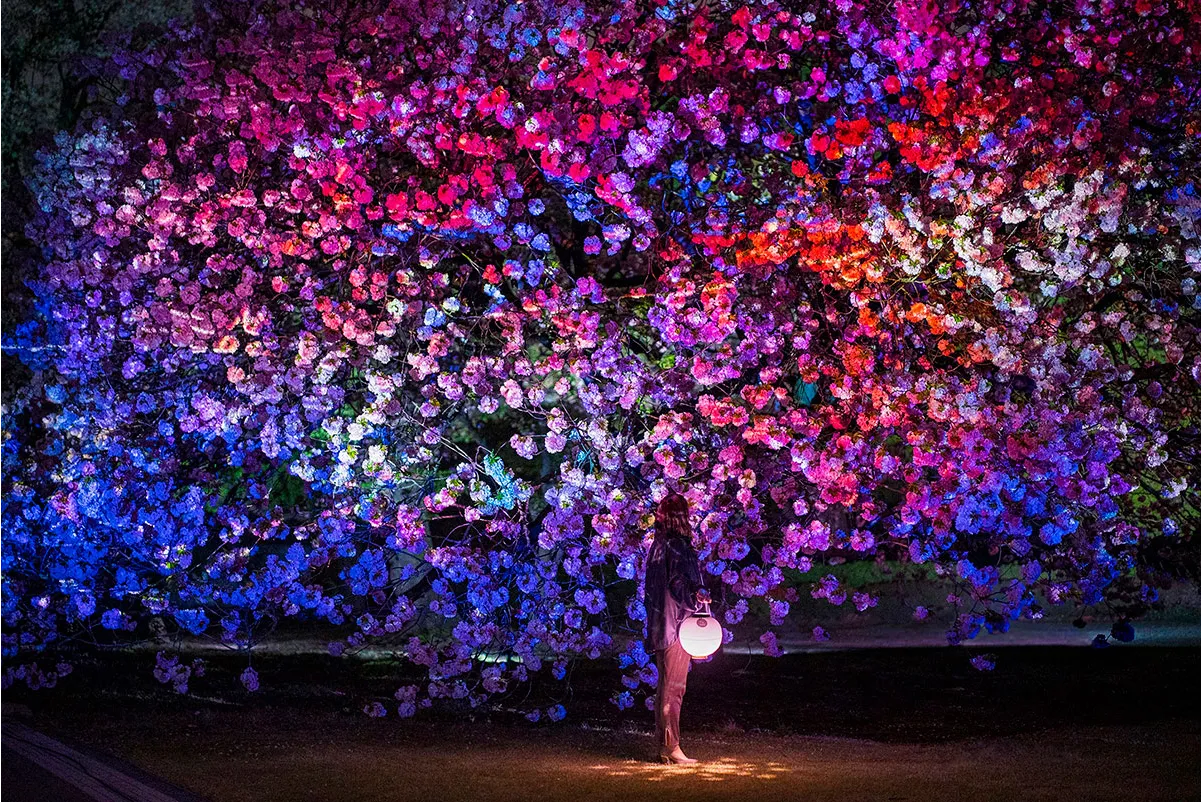 NAKED桜の新宿御苑2023_2