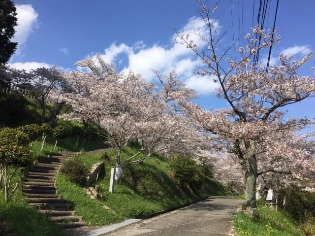 令和8年橋本市高野口公園 桜まつり