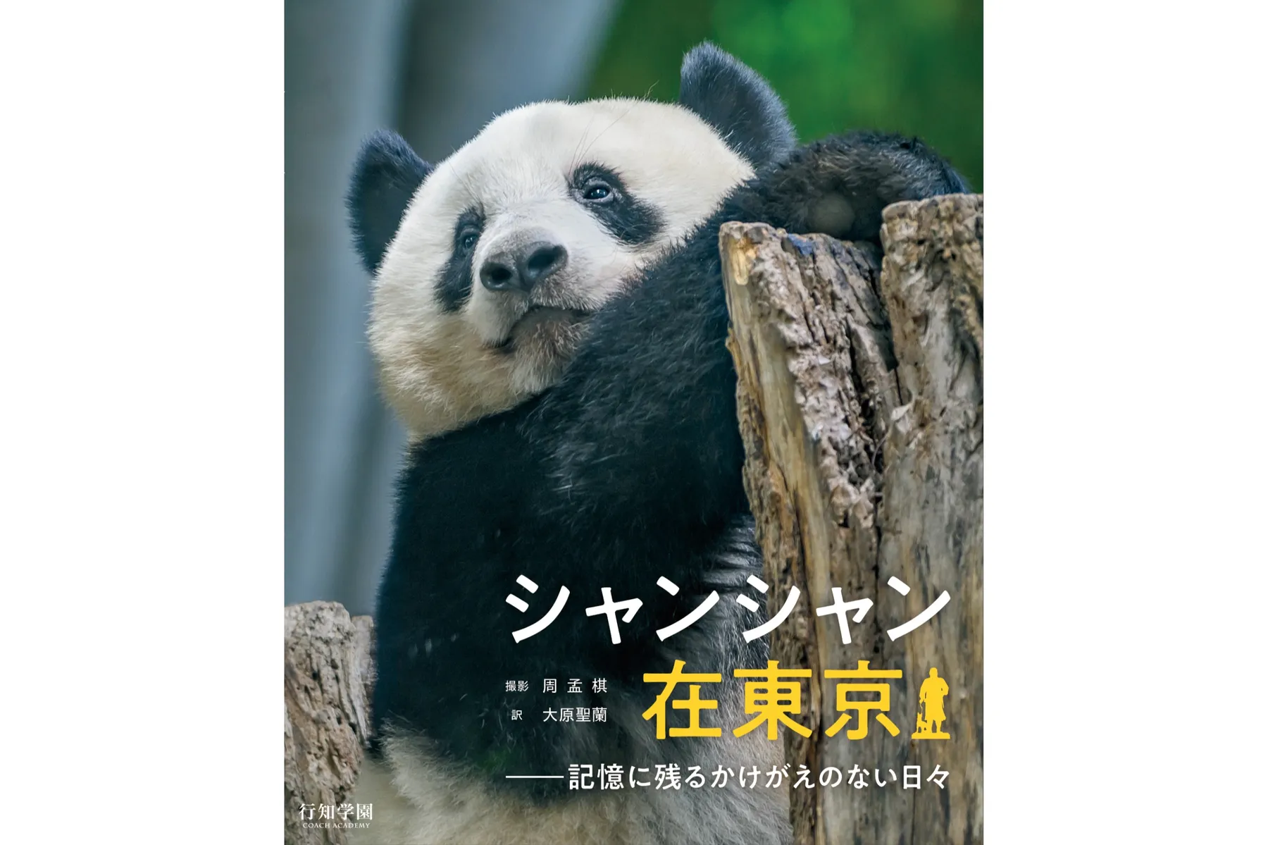 写真集『シャンシャン在東京――記憶に残るかけがえのない日々』出版記念「シャンシャン9歳を祝う大パンダ展」_2